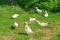 Young domestic geese graze on grass
