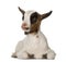 Young domestic goat