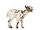 Young domestic goat bleating, kid, isolated