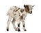 Young domestic goat, kid, isolated