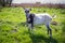 Young domestic goat on a pasture