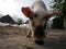 a young domestic pig eats grass in a meadow