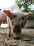 a young domestic pig eats grass in a meadow