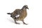 Young domestic pigeon falling out of the nest, against white