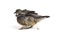 Young domestic pigeon pooing, against white background