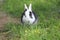 Young domestic rabbit