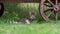Young domestic tabby cat lying on the grass near wooden cart wheel