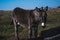 Young donkey drinking water on field