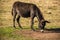 Young donkey eating grass on field