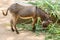 A young donkey eating green grass in natural light