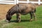 Young Donkey (Equus asinus)