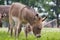 Young donkey Equus asinus asinus in a meadow, curious offspring