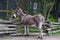 Young Donkey Fenced in