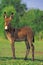 Young Donkey at pasture