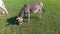 A young donkey walks on a green lawn.