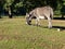 Young donkey wearing a bridle grazing at meadow in the petting z