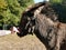 Young donkey wearing a bridle petted on the nose in the petting