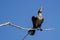 Young Double-Crested Cormorant Perched in Tall Tree