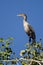 Young Double-Crested Cormorant Perched in Tall Tree