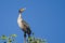 Young Double-Crested Cormorant Perched in Tall Tree