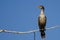 Young Double-Crested Cormorant Perched in Tall Tree