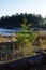 Young Douglas Fir tree grows between weathered logs on a beach