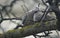 Young dove Streptopelia decaocto nesting