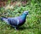 Young dove with a very colourful reflection in its feather in the grass ground looking for worms and berries