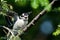 Young Downy Woodpecker Taking to Flight