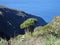 Young dragon tree in La Palma Island. Spain