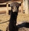 Young Dromedary