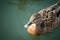 Young Duck in a Lake. Top view