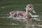 Young Duck in nature, outdoor