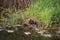 A young duck nesting on a lump of dirt