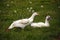 Young duck stretching in grass