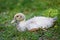 Young duck on traditional free range poultry farm