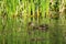 A young duckling swims on a lake among green grass thickets