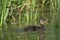 A young duckling swims on a lake among green grass thickets