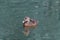 A young duckling swims in a pond.