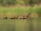 Young ducklings with their mother swimming on the water in green scenery