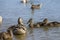 young ducklings who have plumage instead of fluff