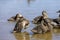 young ducklings who have plumage instead of fluff