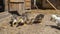 Young ducks and geese in an aviary on a farm in the village. Domestic poultry farming