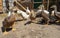 Young ducks and geese in an aviary on a farm in the village. Domestic poultry farming