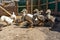 Young ducks and geese in an aviary on a farm in the village. Domestic poultry farming