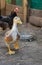 Young ducks and geese in an aviary on a farm in the village. Domestic poultry farming