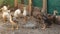 Young ducks and geese in an aviary on a farm in the village. Domestic poultry farming