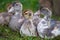 Young ducks on traditional free range poultry farm