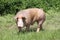 Young duroc breed pig grazing in natural environment
