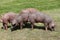 Young duroc pig herd grazing on farm field summertime